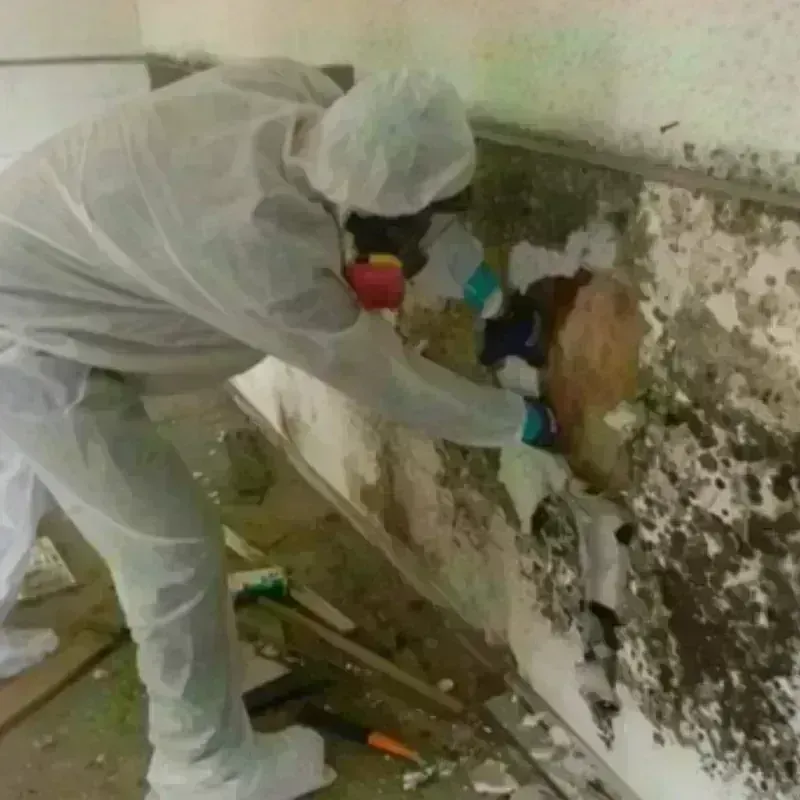 Mold Remediation and Removal in Jonesboro, GA